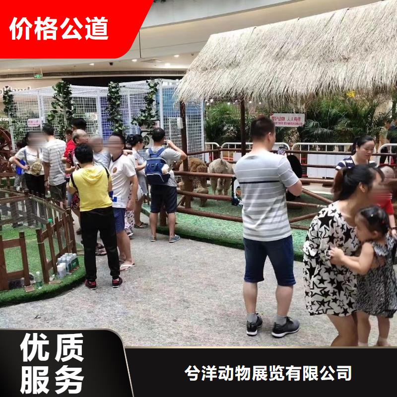 環球飛車表演租賃創意方案