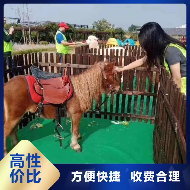 马戏团/羊驼-【海狮租赁表演】实力雄厚