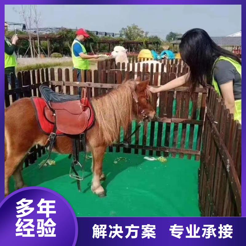 马戏团/羊驼【活体羊驼租赁】多年经验