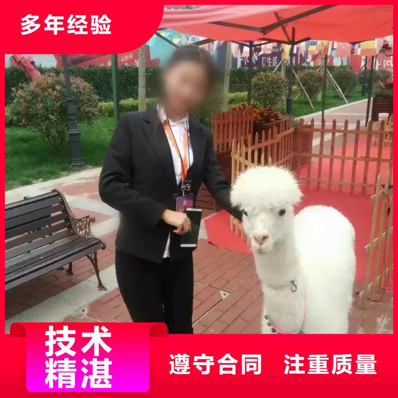 马戏团/羊驼海狮表演出租品质好