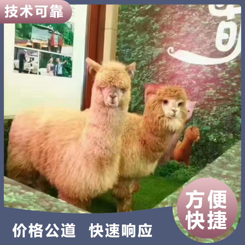 马戏团/羊驼企鹅出租专业
