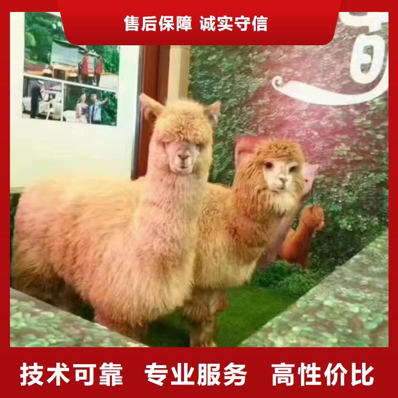 马戏团/羊驼-马戏团表演专业可靠