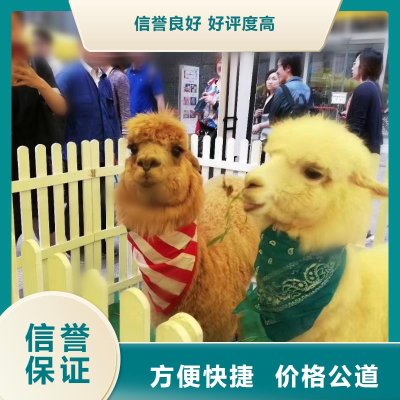 【 马戏团/羊驼-美人鱼表演口碑公司】-兮洋动物展览(十堰市分公司)