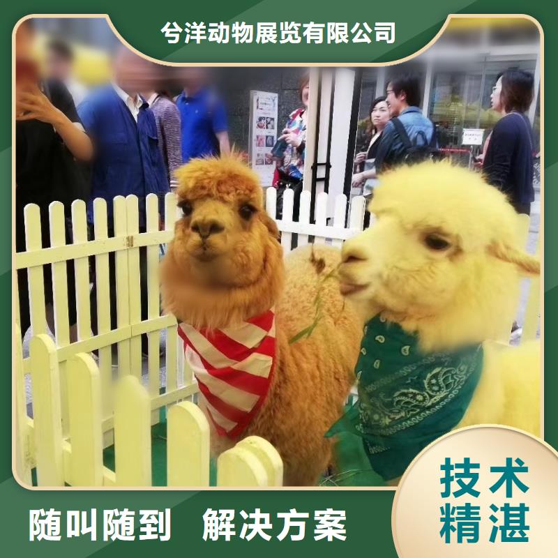 萌宠动物展租赁图片