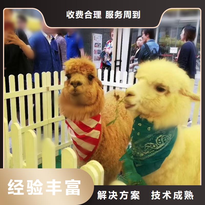 哪里有出租动物的暖场
