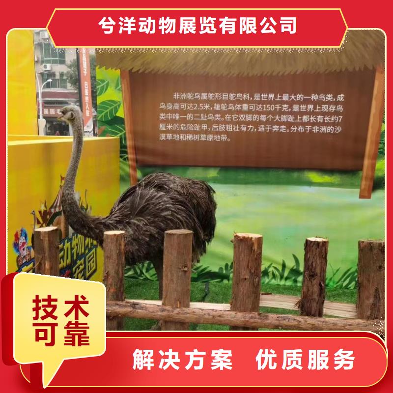 马戏团/羊驼_商场马戏表演出租省钱省时