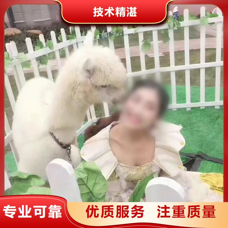 哪有出租羊驼的丰富多彩