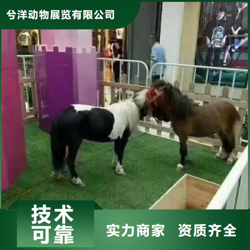 马戏团/羊驼海洋展租赁质优价廉