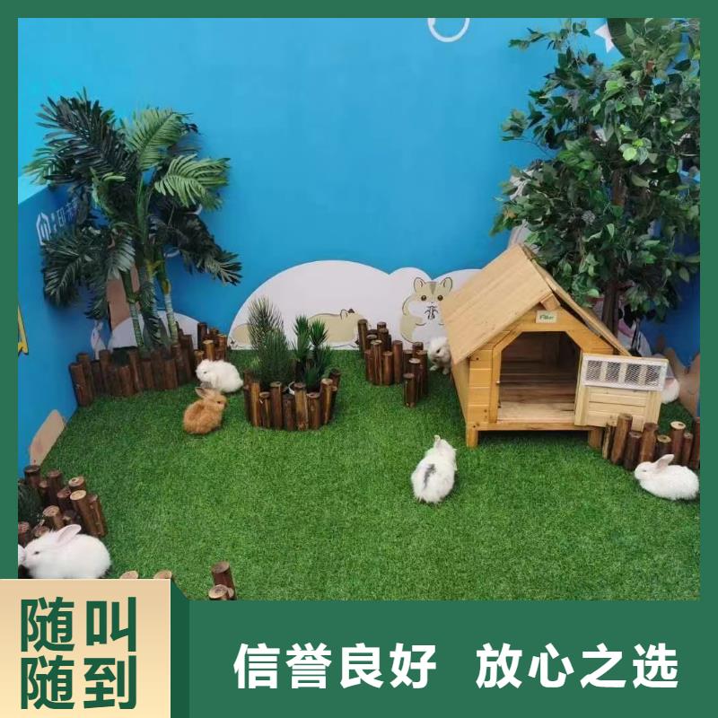 马戏团/羊驼,【动物表演租赁】一对一服务