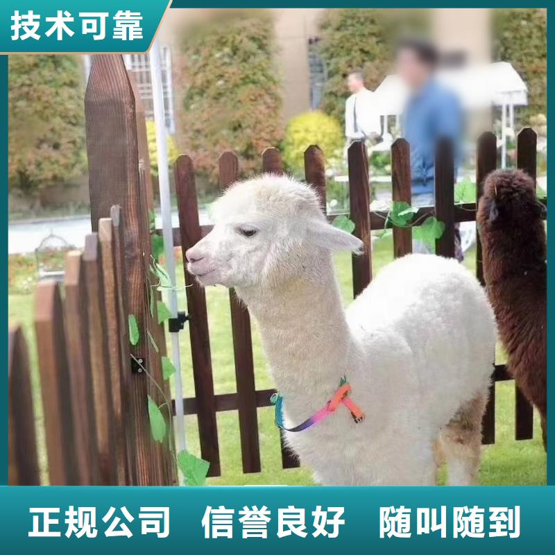马戏团/羊驼商场马戏表演出租专业承接