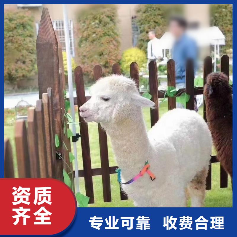 馬戲團/羊駝,美人魚表演技術可靠