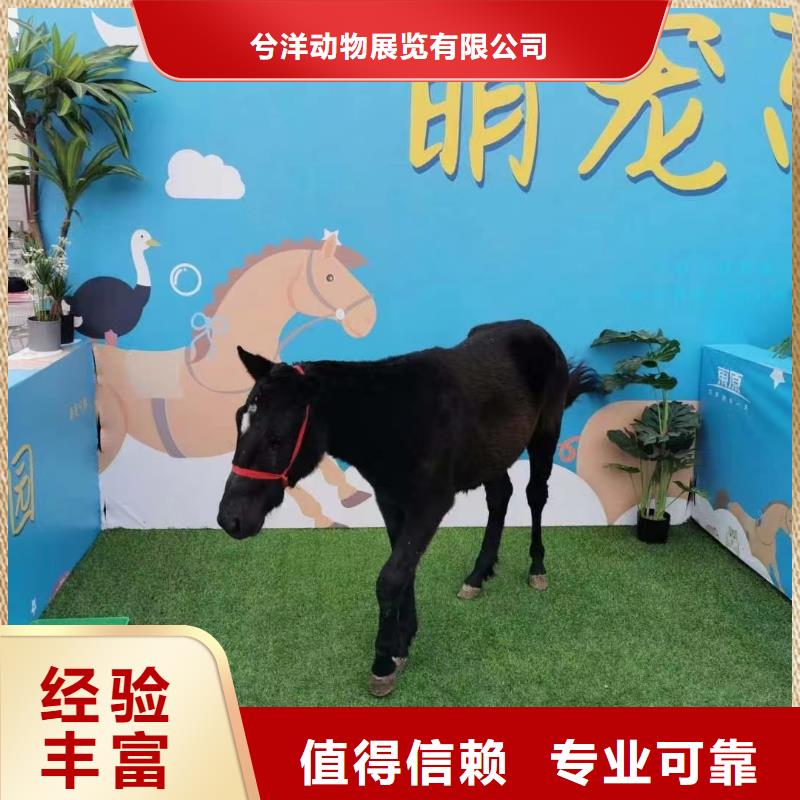 马戏团/羊驼【出租企鹅表演】价格美丽