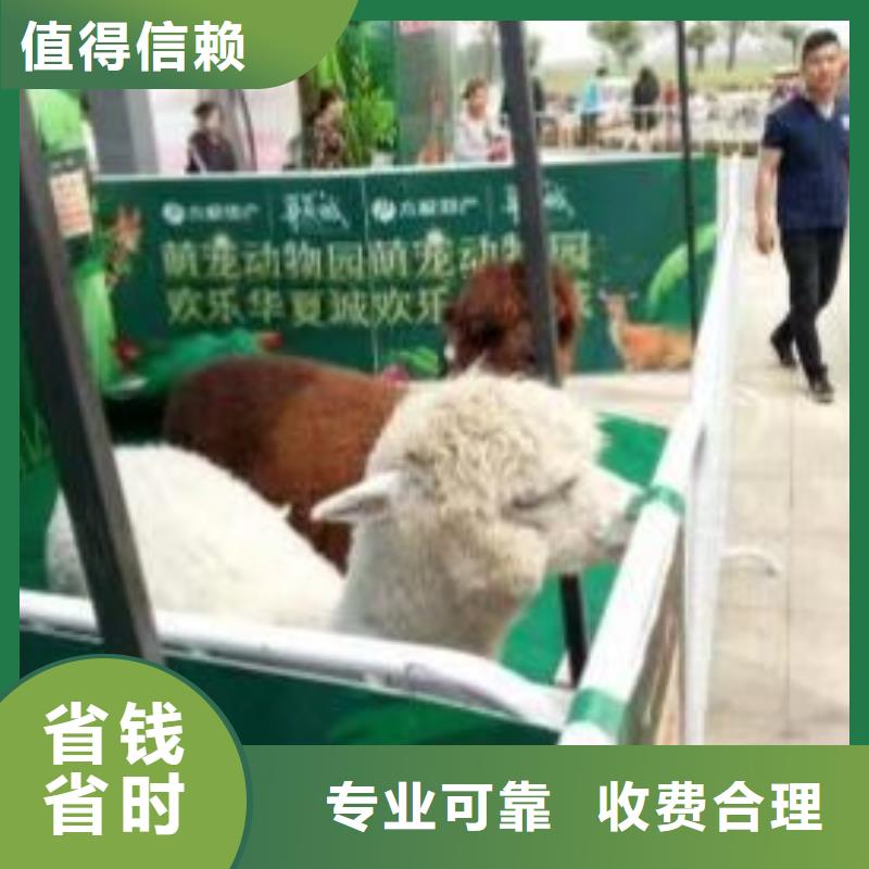 马戏团/羊驼 马戏表演售后保障