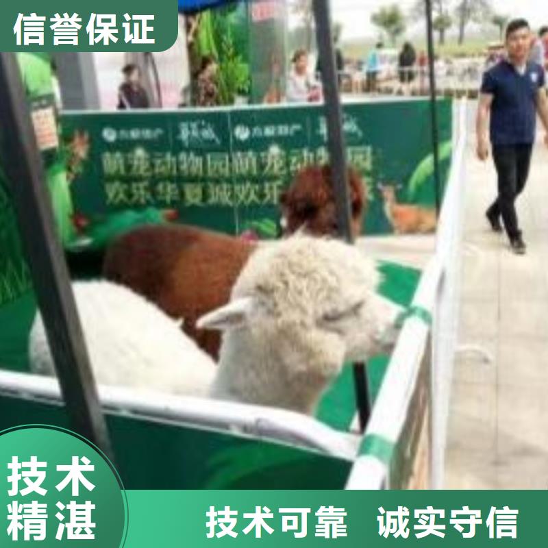 马戏团/羊驼【活体羊驼租赁】多年经验