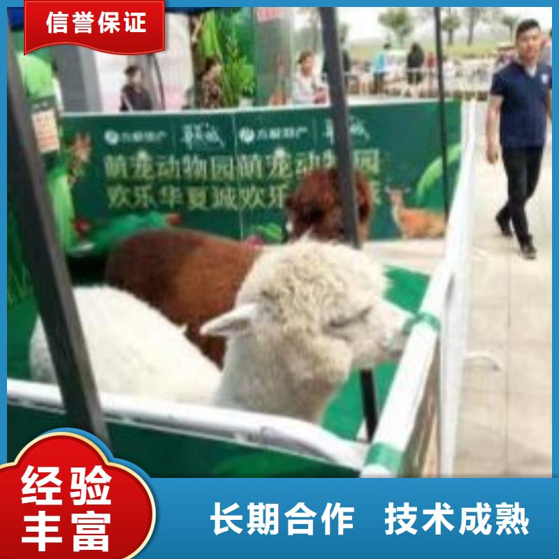 動物羊駝租賃點擊圖片
