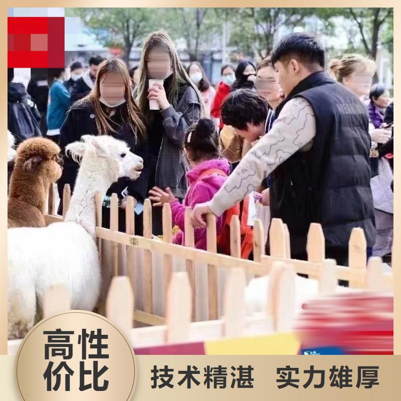 马戏团/羊驼马戏团表演出租租赁欢迎合作