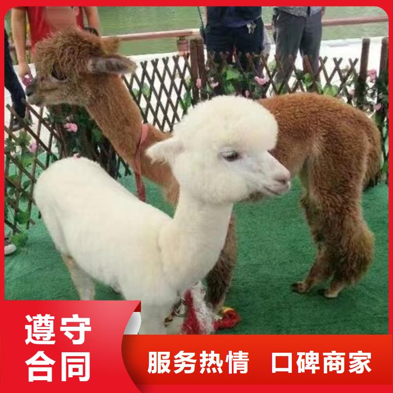 哪有出租萌寵展的暖場活動