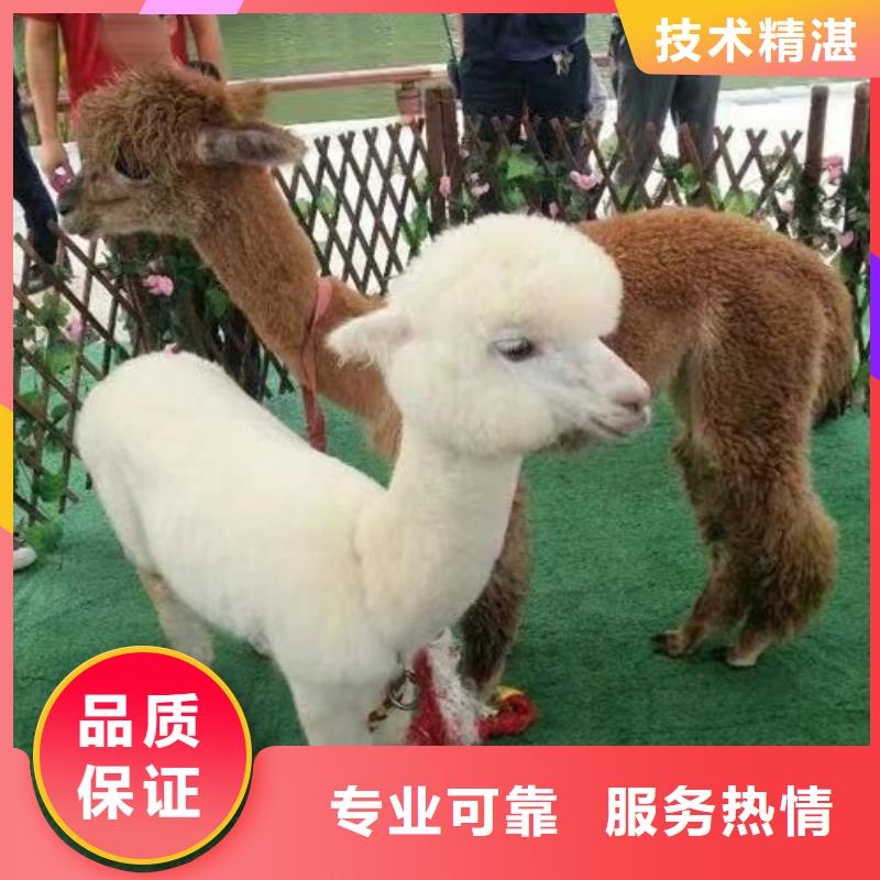 萌宠动物展租赁图片