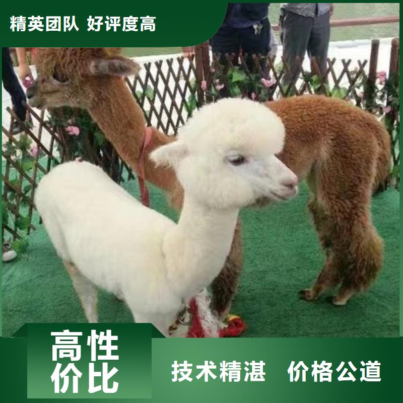 【马戏团/羊驼】,马戏团表演价格透明-市场覆盖|塔河|呼玛|佳木斯|鹤岗|黑河|牡丹江-企业旺旺