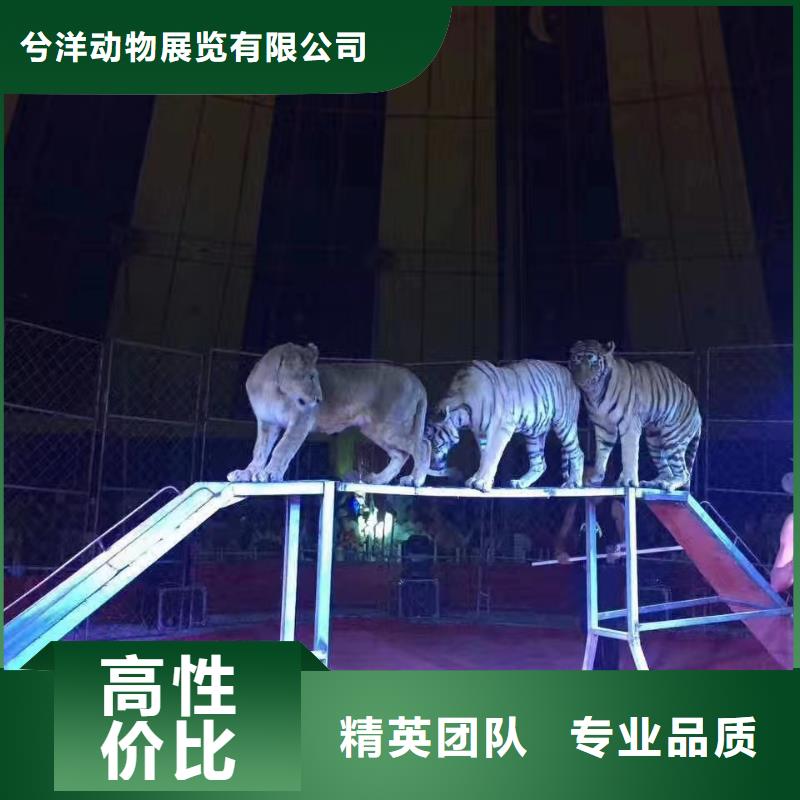 马戏团/羊驼企鹅租赁承接