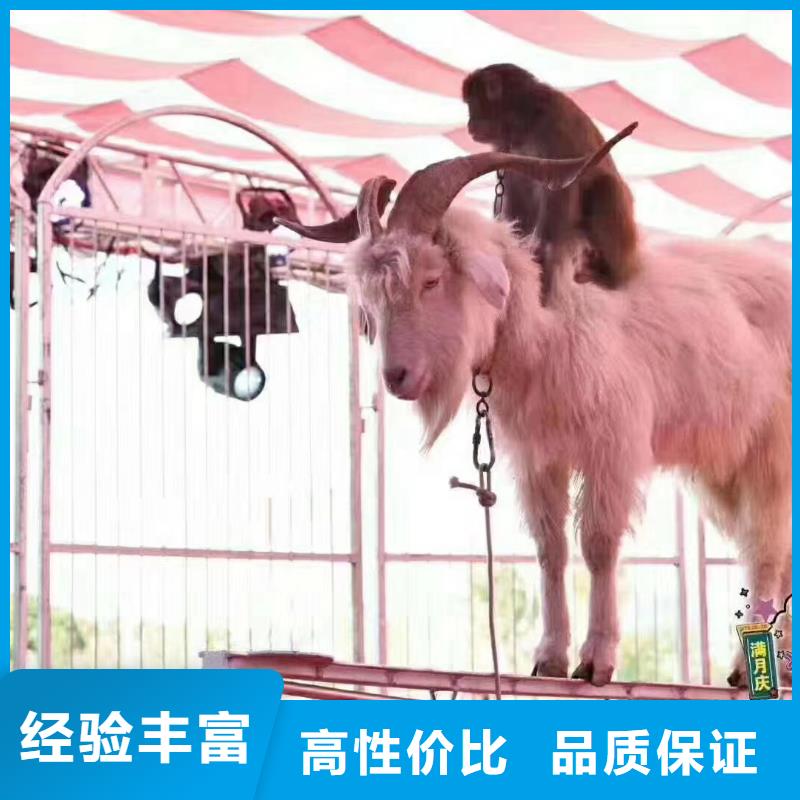 马戏团/羊驼出租企鹅质量保证