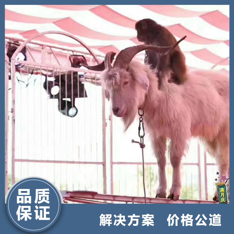 萌宠动物展出租联系电话