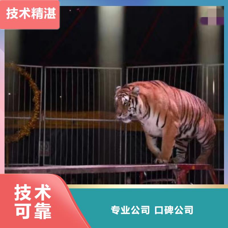 【马戏团/羊驼】,马戏团表演价格透明-市场覆盖|塔河|呼玛|佳木斯|鹤岗|黑河|牡丹江-企业旺旺
