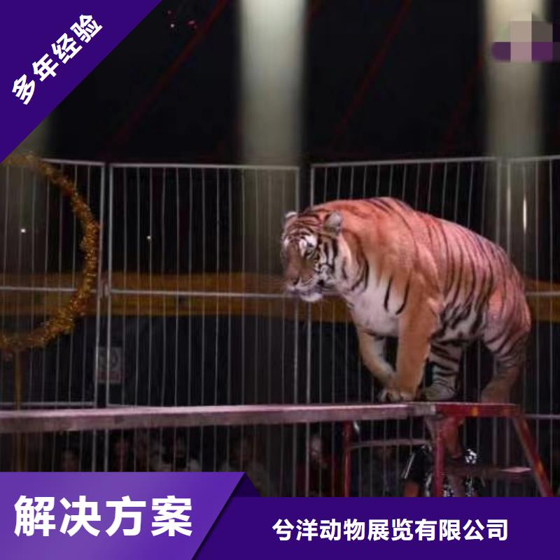 马戏团表演出租点击查看