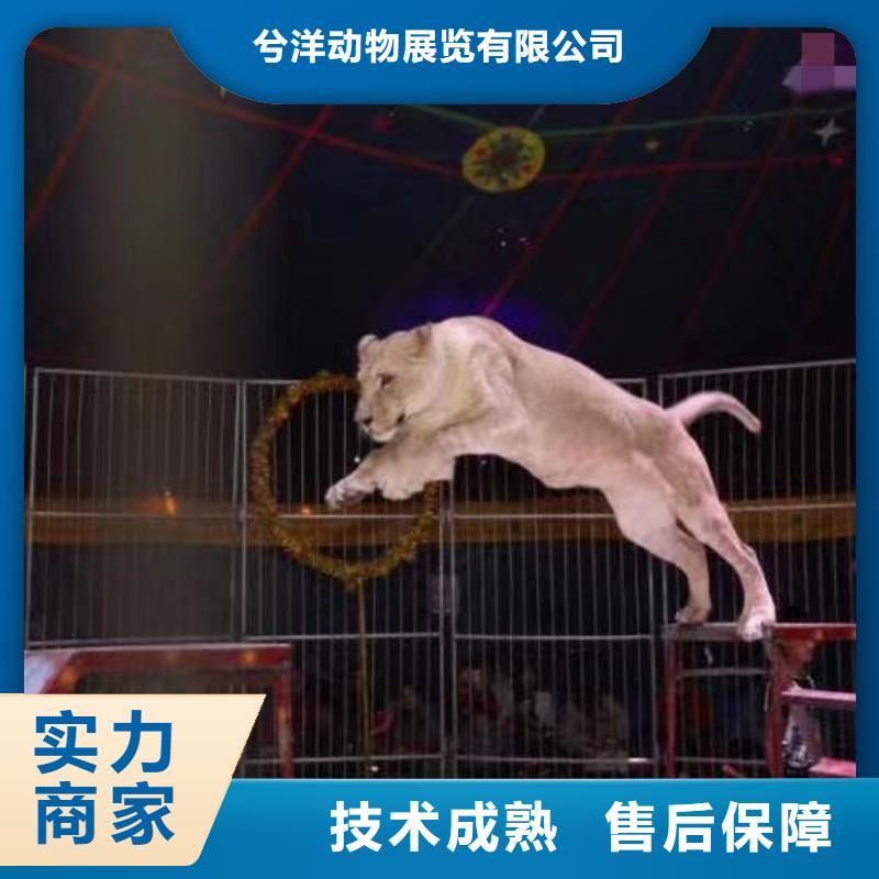 马戏团/羊驼海狮表演出租品质好