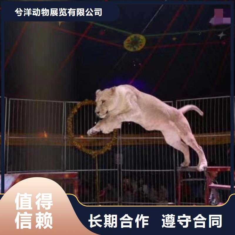 【马戏团/羊驼】-海狮表演租赁价格公道