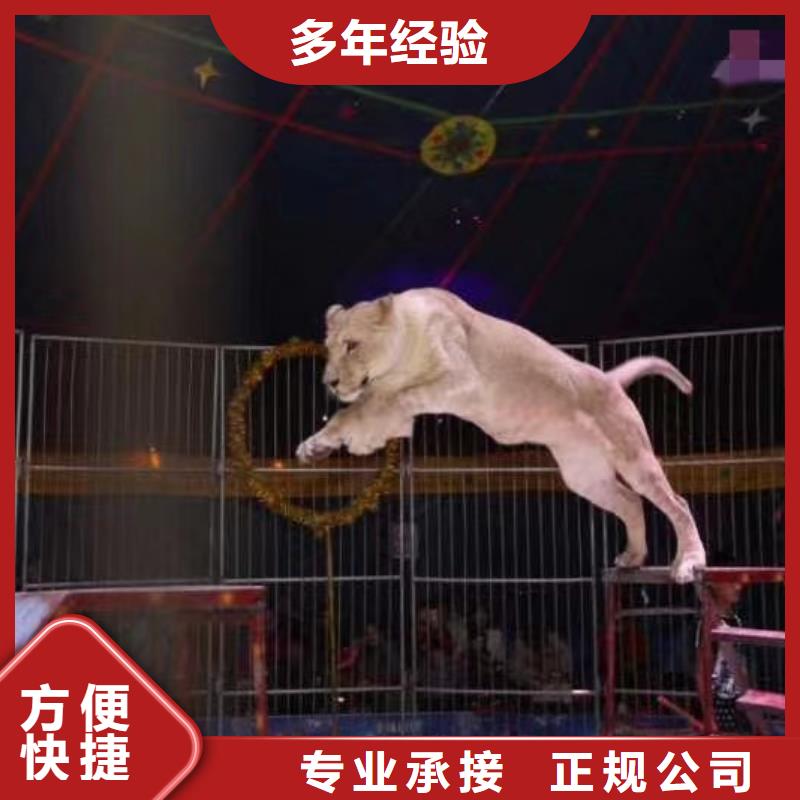 马戏团/羊驼杂耍演出长期合作