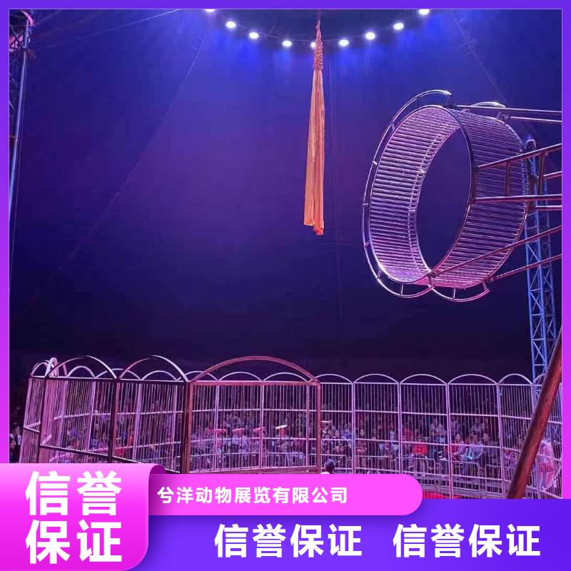 马戏团/羊驼【活体羊驼租赁】多年经验