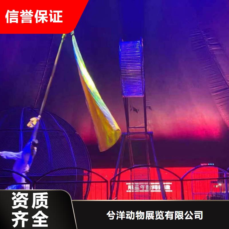 马戏团/羊驼 马戏团出租 高性价比