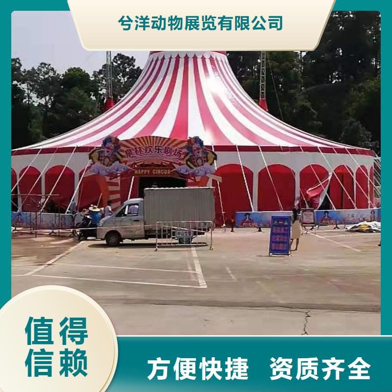 美人鱼表演兮洋马戏团/羊驼-【海狮表演出租】公司