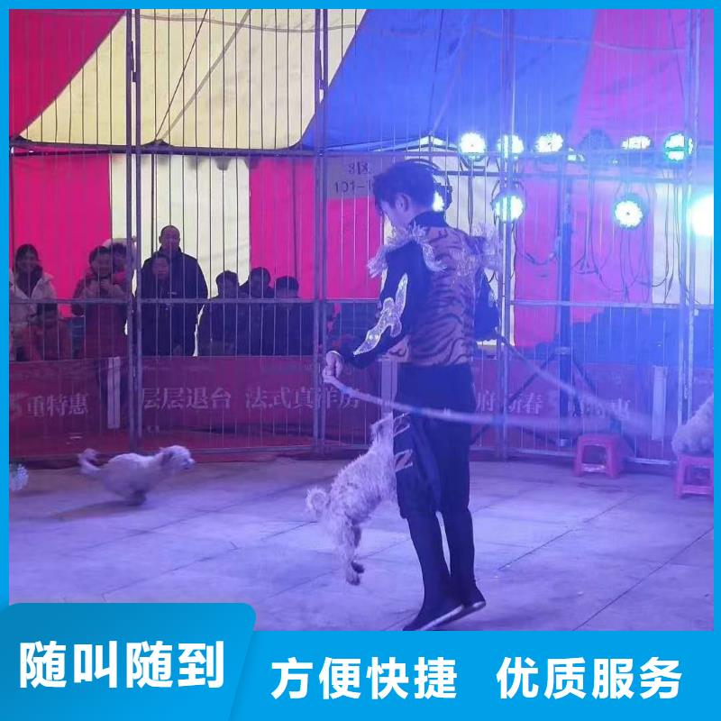 马戏团/羊驼美人鱼表演解决方案