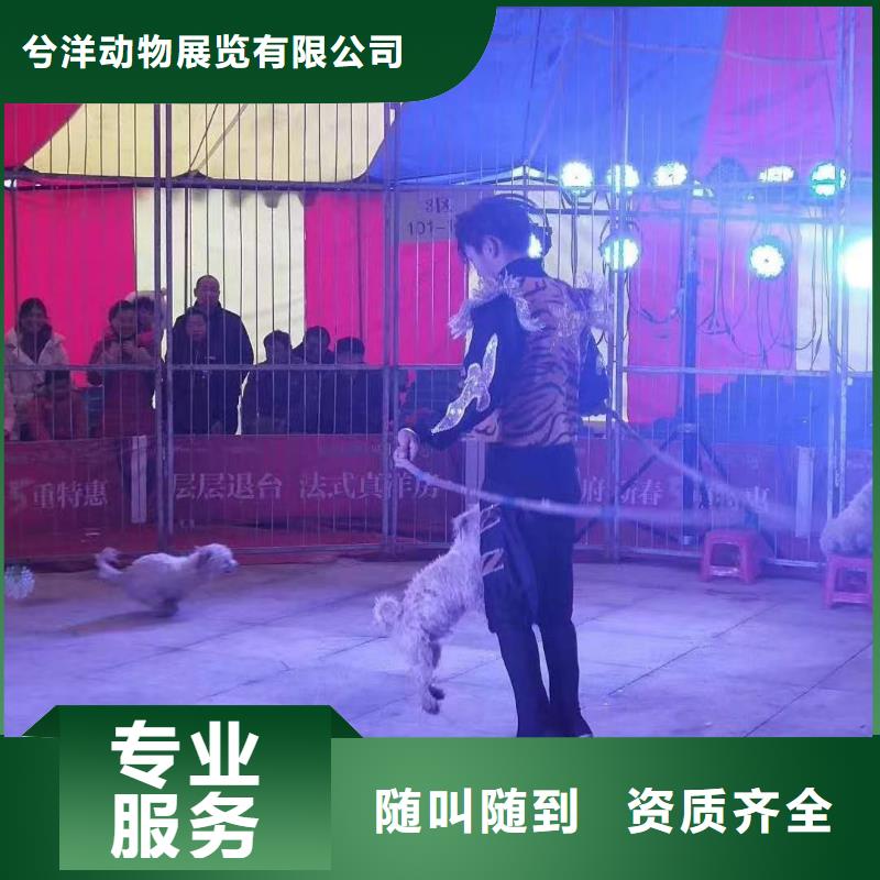 马戏团/羊驼小马戏表演出租资质齐全