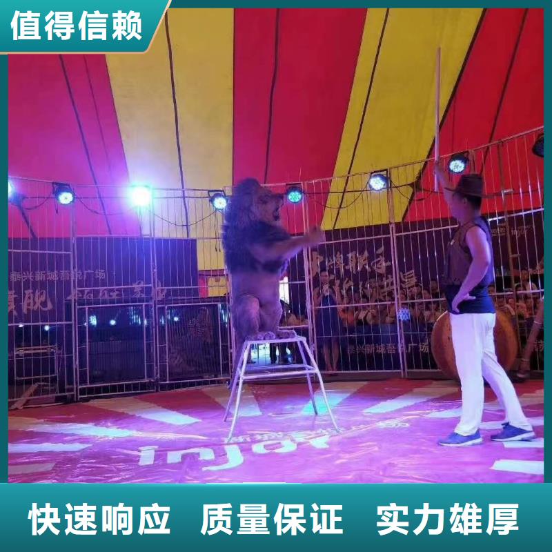 【马戏团/羊驼动物表演出租品质保证】