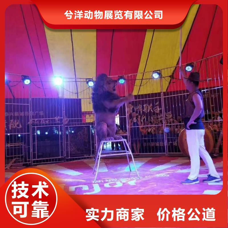 马戏团/羊驼-商场马戏表演出租拒绝虚高价