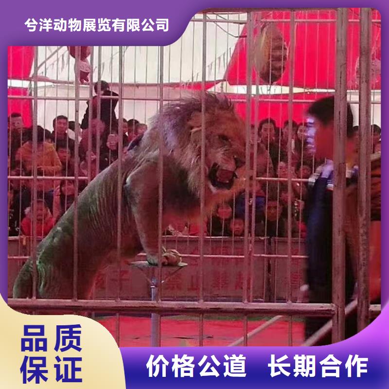 马戏团/羊驼-死轮表演技术可靠