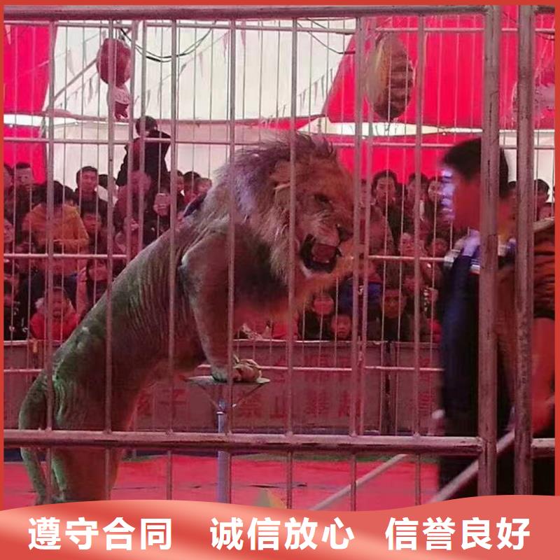 马戏团/羊驼企鹅出租专业