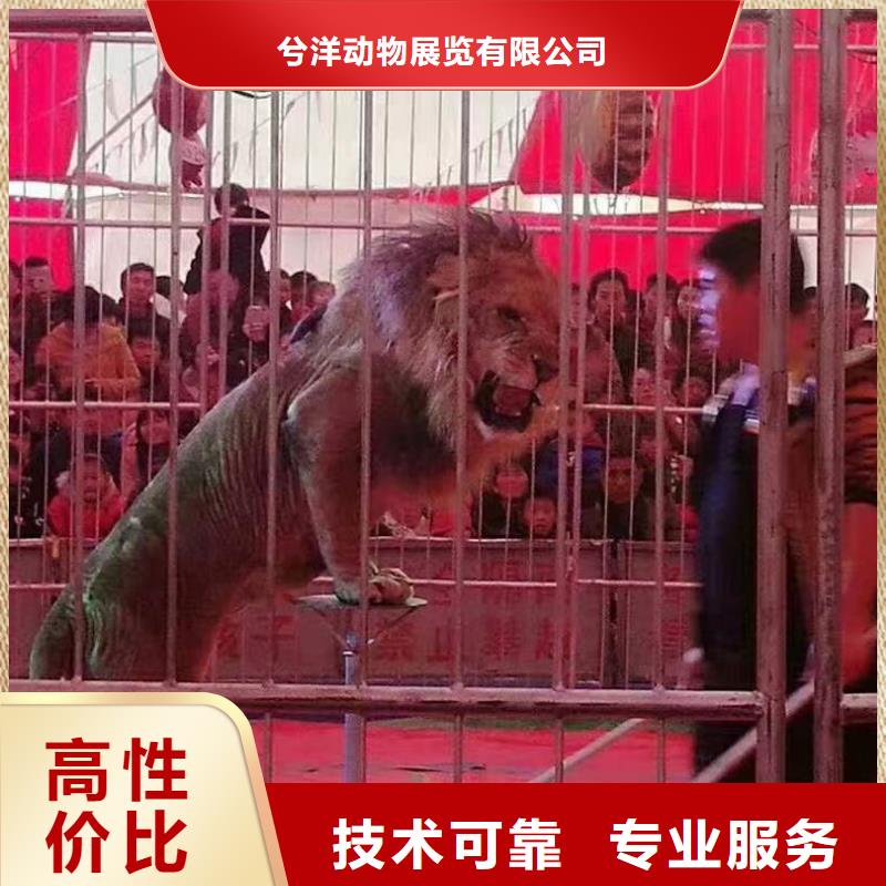 羊驼出租