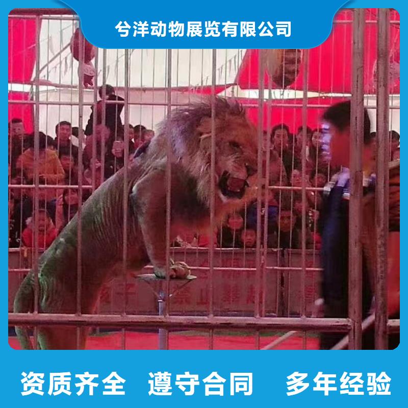 马戏团/羊驼美人鱼表演解决方案