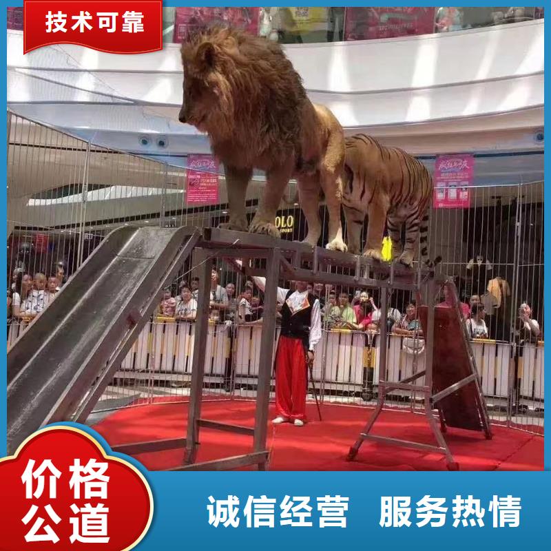 马戏团/羊驼小香猪宠物出租全市24小时服务