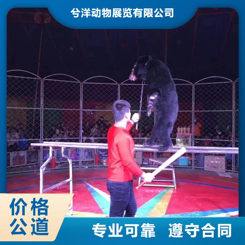 马戏团/羊驼企鹅出租表演诚实守信