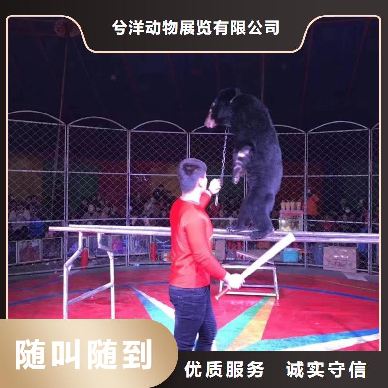 马戏团/羊驼_鹦鹉表演出租正规
