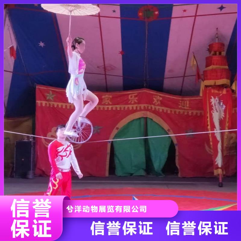 【马戏团/羊驼动物表演出租品质保证】