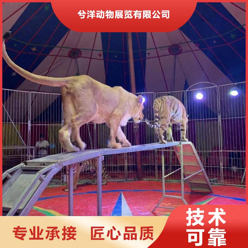马戏团/羊驼海狮表演出租资质齐全