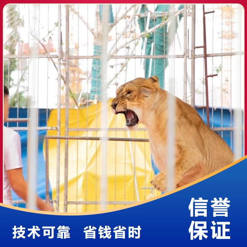 哪里有出租羊駝的誠信廠家