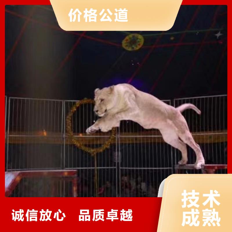 出租马戏团表演服务全国