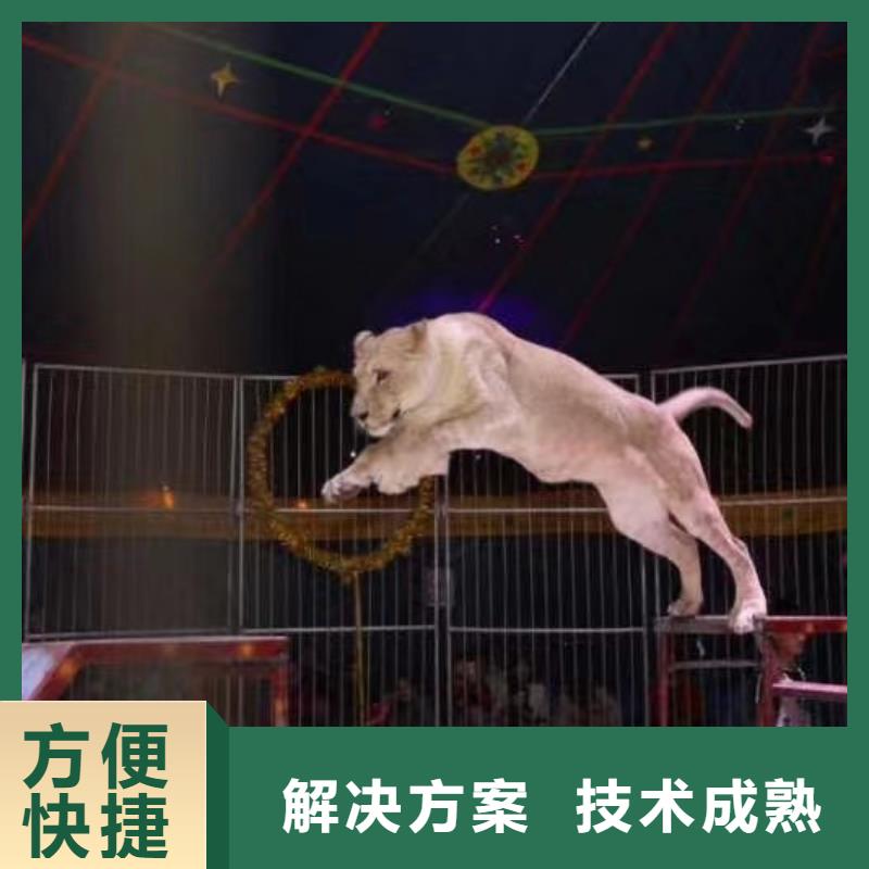 动物表演租赁点击查看